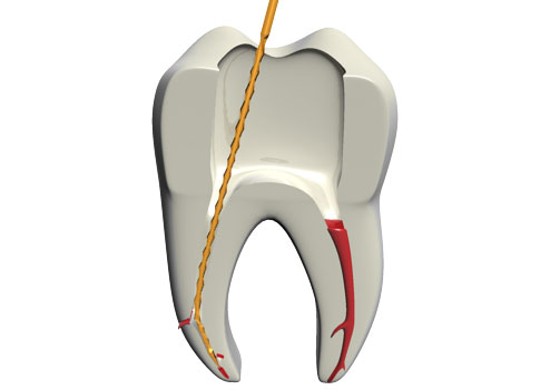 molar vit e